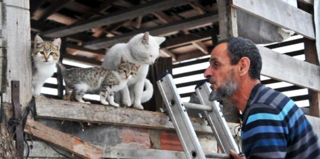 Rize'de sokak kedileri için barınak yaptı
