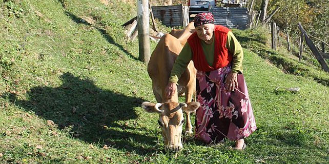 Rizeli Havva Nine, 16 yaşındaki ineği ile yaşıyor