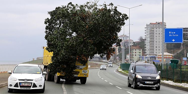 Rize'de 60 yıllık manolya ağacını böyle taşıdı