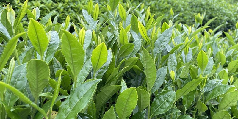 ÇKS'ye kayıtlı çay üreticileri 107 lira destek alacak