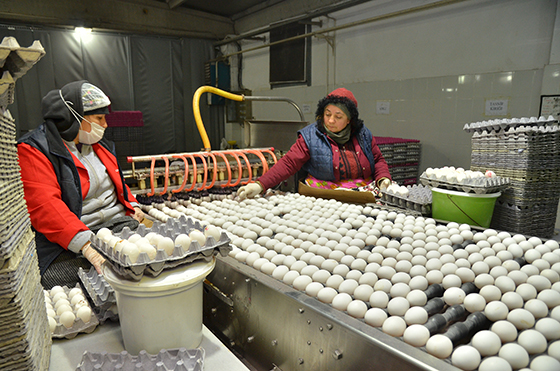 Çorum'dan haftada 2 milyon yumurta ihracatı