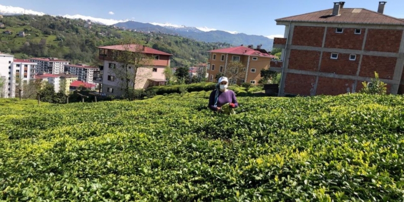Doğu Karadeniz’de 2023 Yılı Yaş Çay Sezonu Hazırlıkları Başladı
