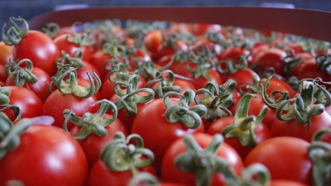 Rusya'nın domates ithalatındaki kısıtlamalarına tepki