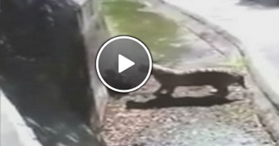 Hayvanat bahçesinde kaplan çocuğu öldürdü / Video