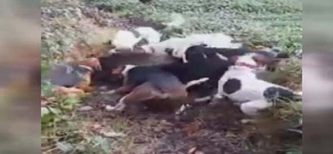Rize'de Köye İnen Domuz Köpeklere Yem Oldu