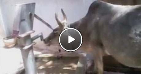 Tulumbadan su çekip içen inek / Video