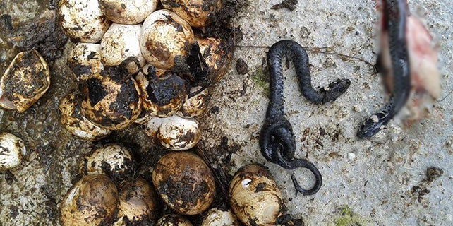 Ahırında 30 yılan yumurtası buldu