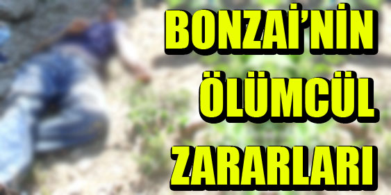 Bonzai'nin ölümcül zararları