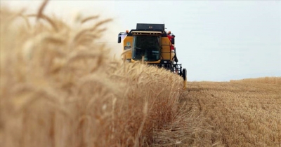 Buğday Türkiye'ye 10 yılda 10 milyar dolar kazandırdı