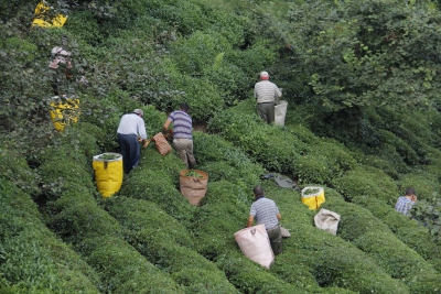 Çay tarımında işgücü maliyeti son 8 yılda 3 kat arttı