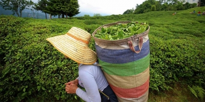 ÇAYKUR Yaş Çay Parası ve Organik Fark Ödemelerini Yapıyor