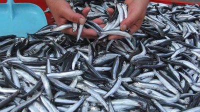 Doğu Karadeniz'de 107 bin ton hamsi avlandı