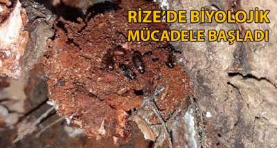 Terminatör böcekler  Rize'de Ladin ormanlarına bırakıldı