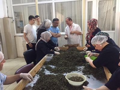 Vali Kemal Çeber, Cumhuriyet Çay Fabrikasını Ziyaret Etti